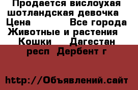 Продается вислоухая шотландская девочка › Цена ­ 8 500 - Все города Животные и растения » Кошки   . Дагестан респ.,Дербент г.